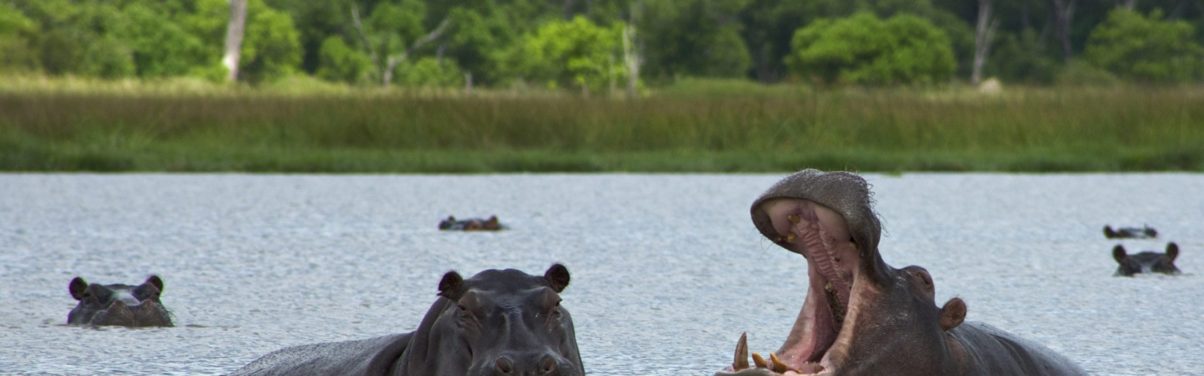 Hippos wallowing Okavango Delta