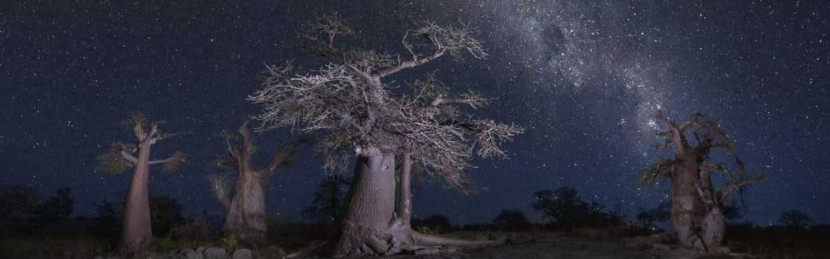 baobab tree Botswana