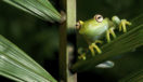 Frog Amazon Bolivia