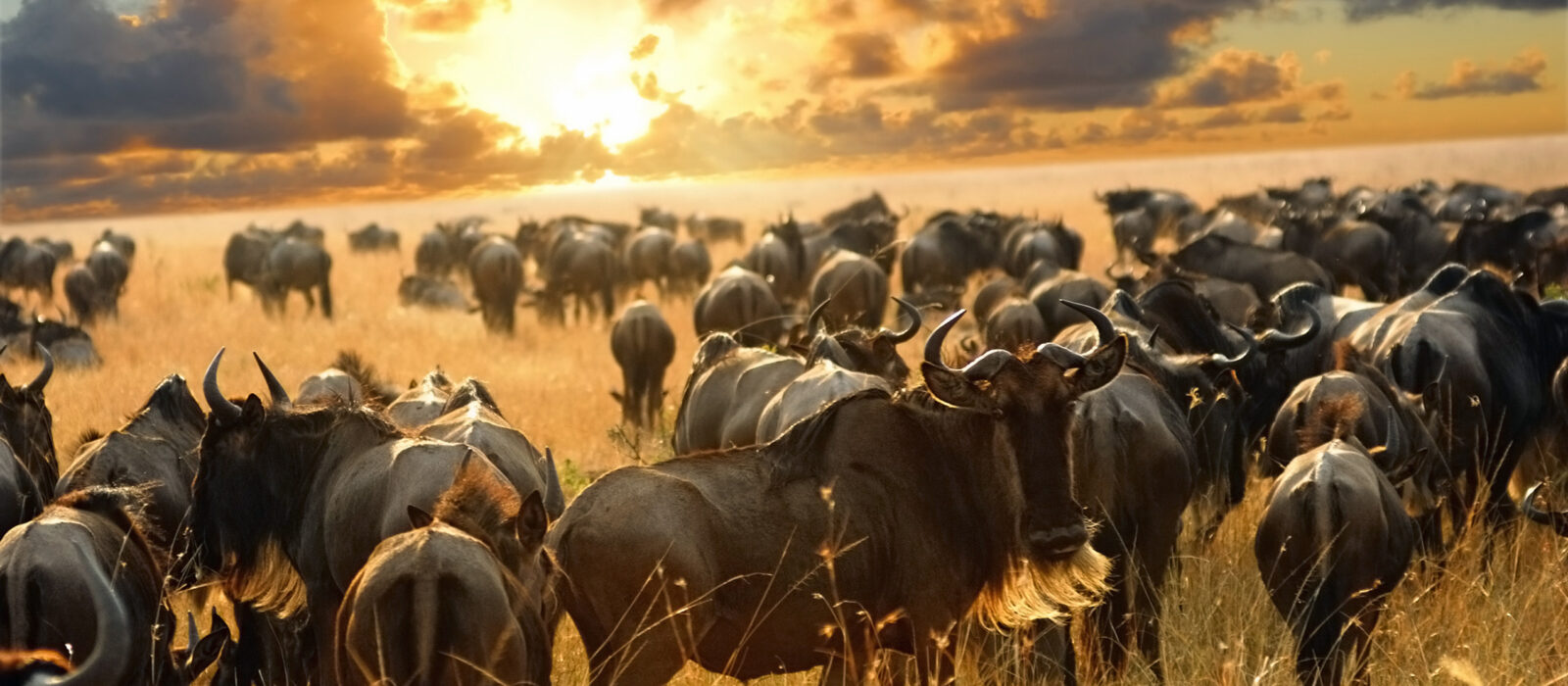wildebeest-maasai-mara-kenya