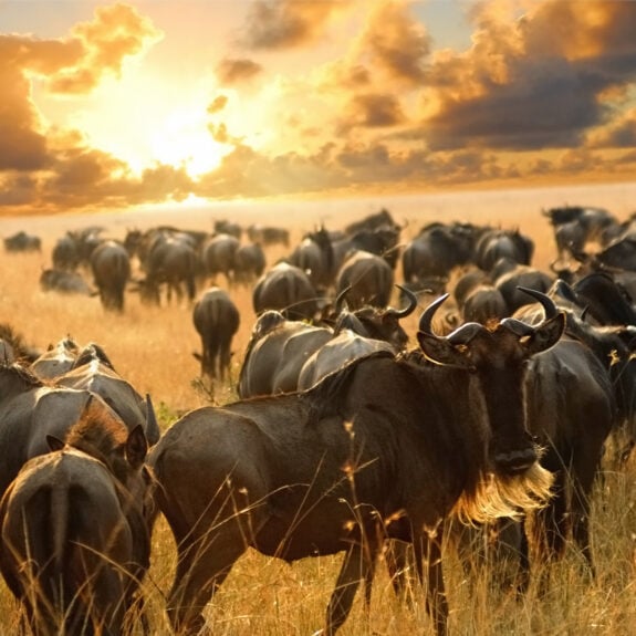 wildebeest-maasai-mara-kenya
