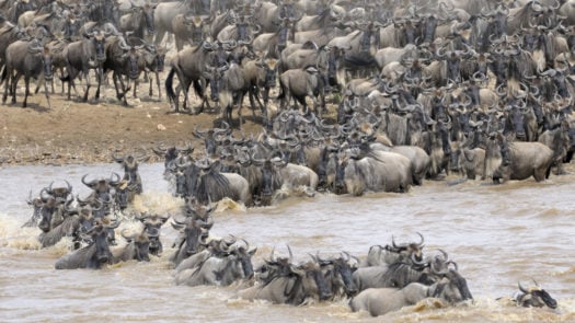 masai-mara-wildebeest-crossing