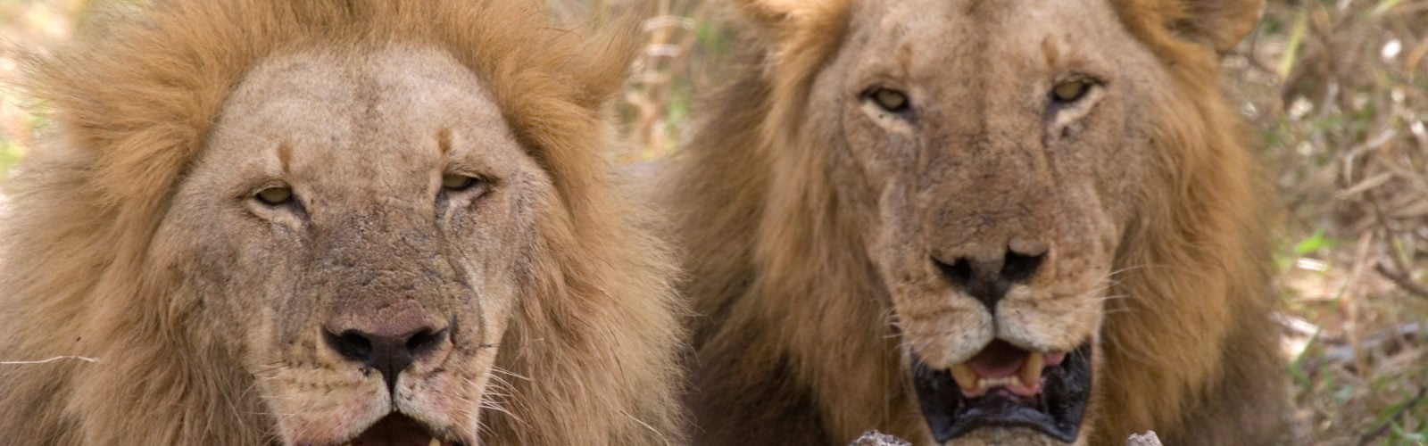Lions, Selous Game Reserve, Tanzania