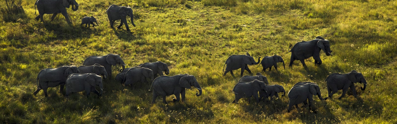 elephant-herd-okavango-delta-botswana
